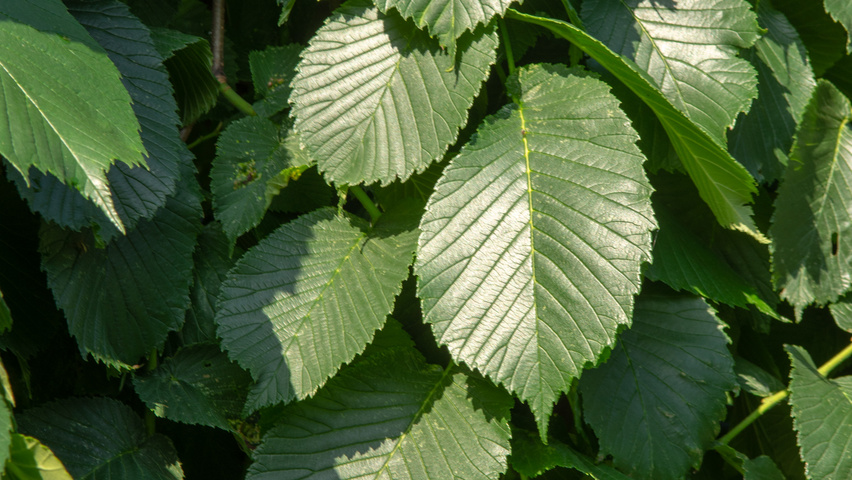 Ulmus 'Camperdownii' liście