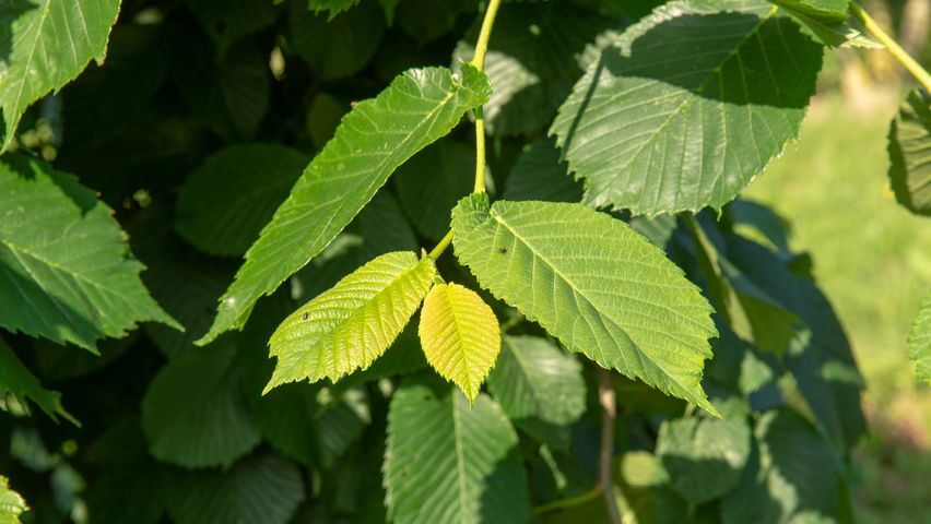 Ulmus 'Camperdownii' liście