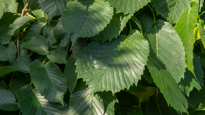 Ulmus 'Camperdownii' liście