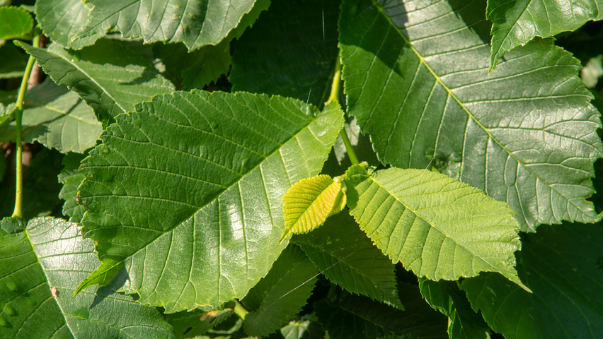 Ulmus 'Camperdownii' liście