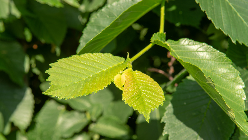 Ulmus 'Camperdownii' liście