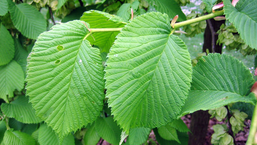Ulmus 'Camperdownii' liście