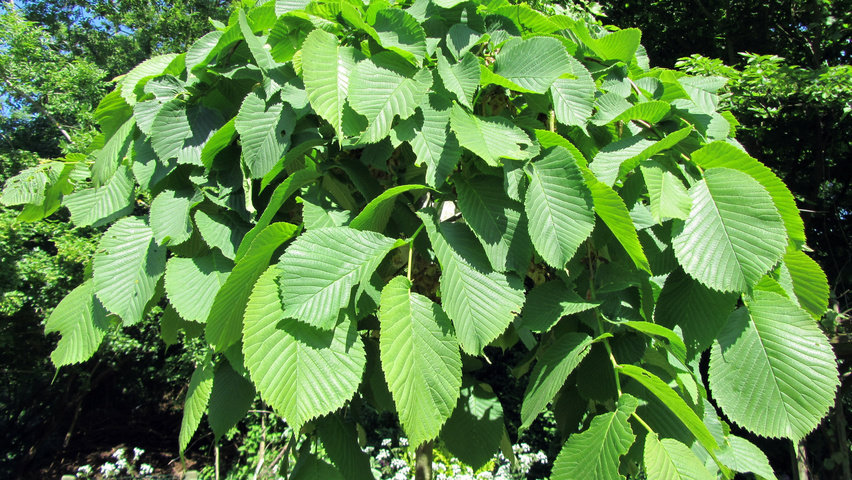 Ulmus 'Camperdownii' liście