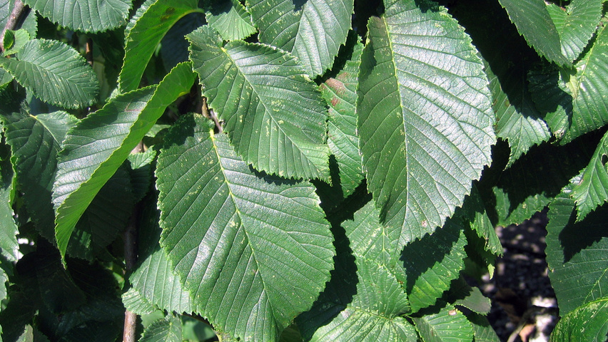 Ulmus 'Camperdownii' liście