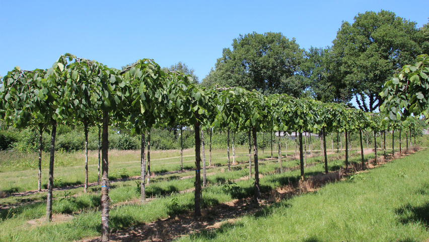 Ulmus 'Camperdownii' forma dachowa