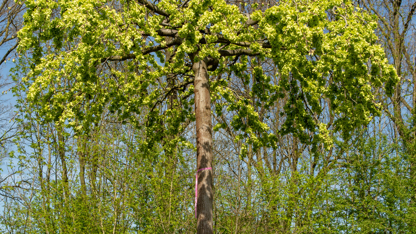 Ulmus 'Camperdownii' forma dachowa