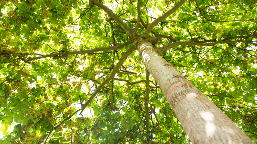 Ulmus 'Camperdownii' forma dachowa