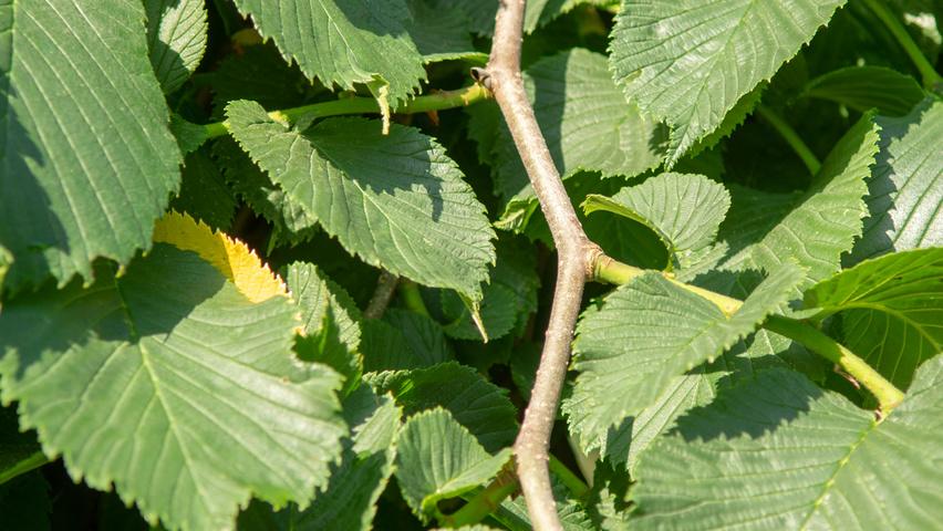 Ulmus 'Camperdownii' pędy