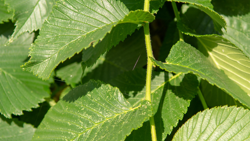 Ulmus 'Camperdownii' pędy