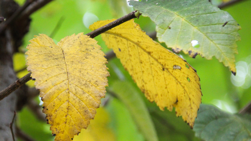 Ulmus 'Clusius' herfstblad