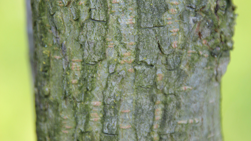 Ulmus 'Clusius' bast