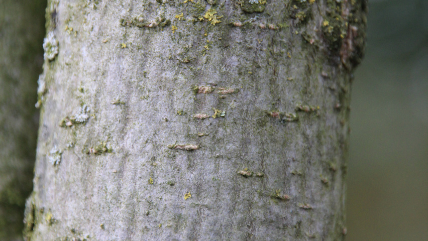 Ulmus 'Clusius' bast
