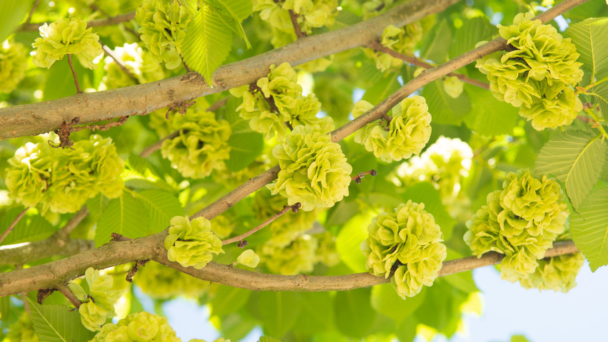 Ulmus 'Clusius' vrucht