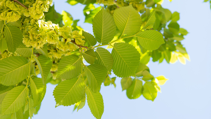 Ulmus 'Clusius' vrucht