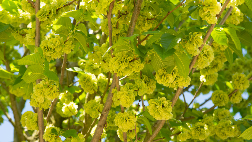 Ulmus 'Clusius' vrucht