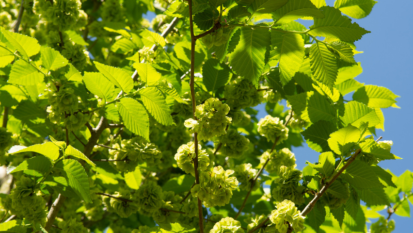 Ulmus 'Clusius' vrucht