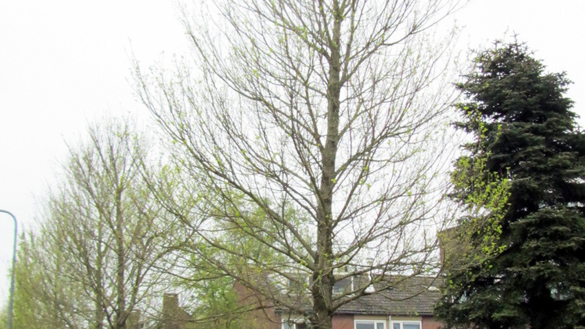 Ulmus 'Clusius' hoogstam