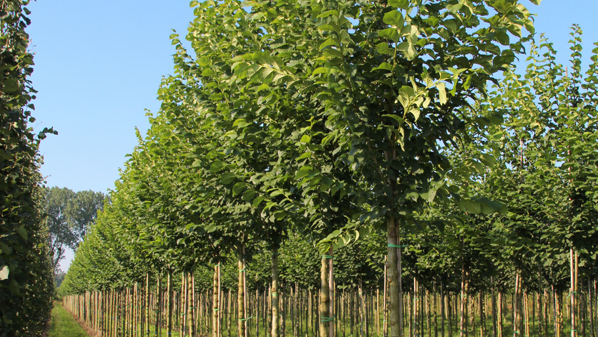 Ulmus 'Clusius' hoogstam