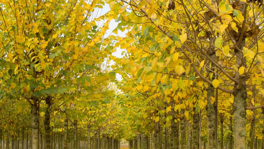 Ulmus 'Clusius' hoogstam