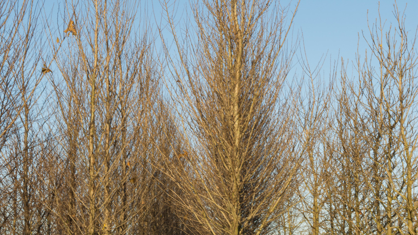 Ulmus 'Clusius' hoogstam