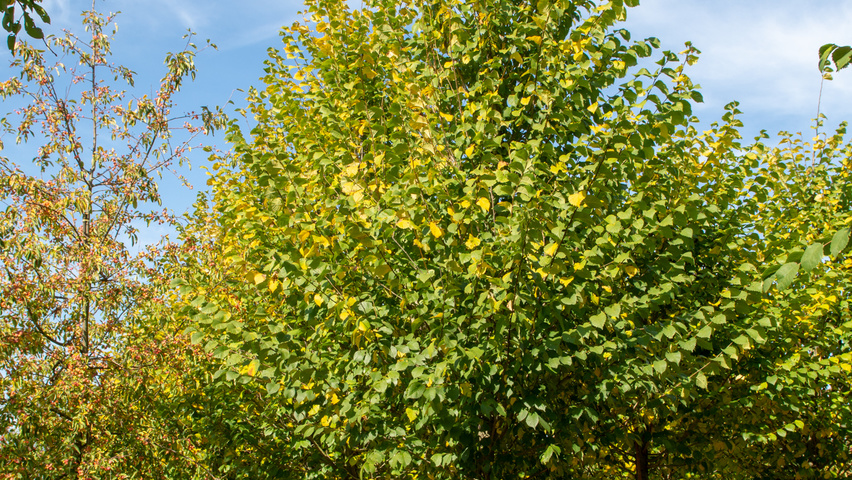 Ulmus 'Clusius' hoogstam