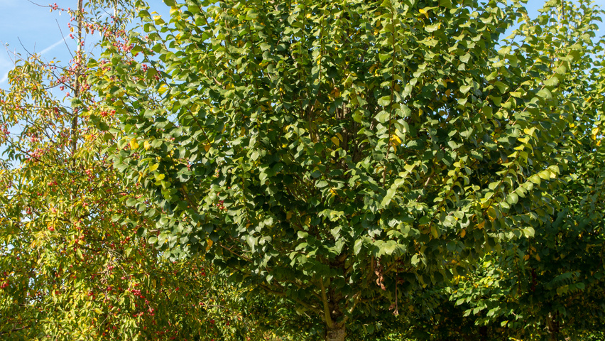 Ulmus 'Clusius' hoogstam