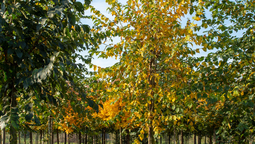 Ulmus 'Clusius' hoogstam