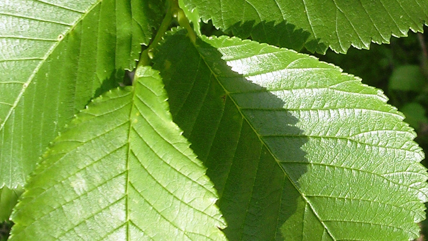 Ulmus 'Clusius' blad