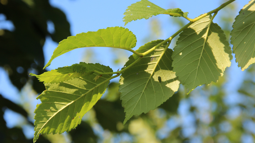 Ulmus 'Clusius' blad