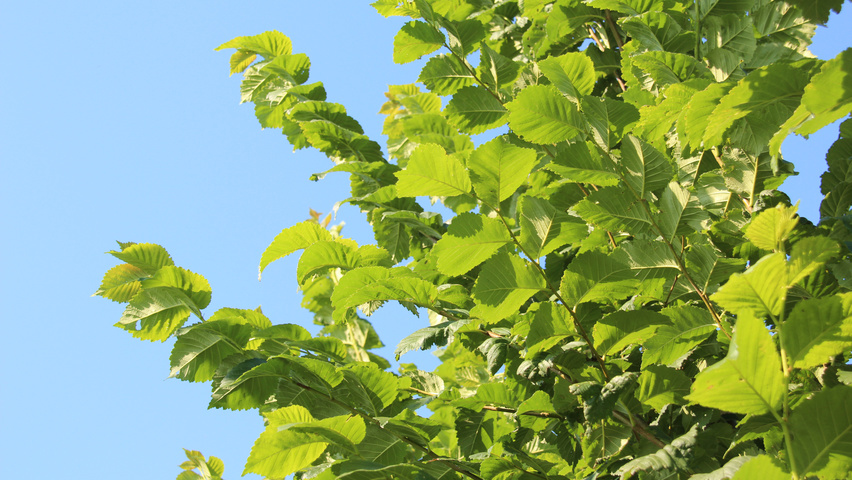 Ulmus 'Clusius' blad