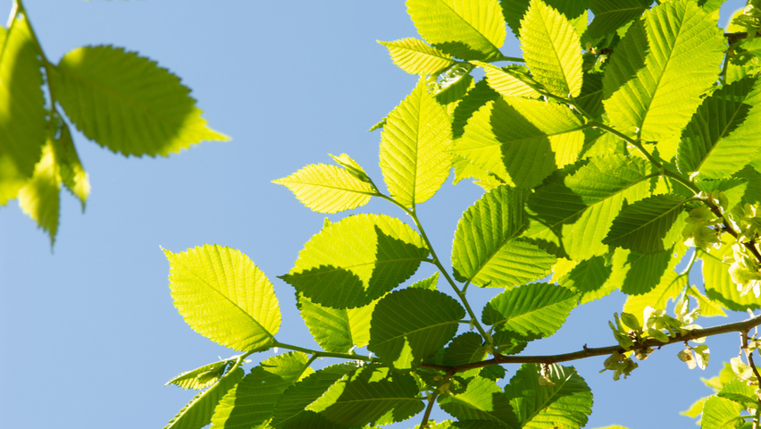 Ulmus 'Clusius' blad