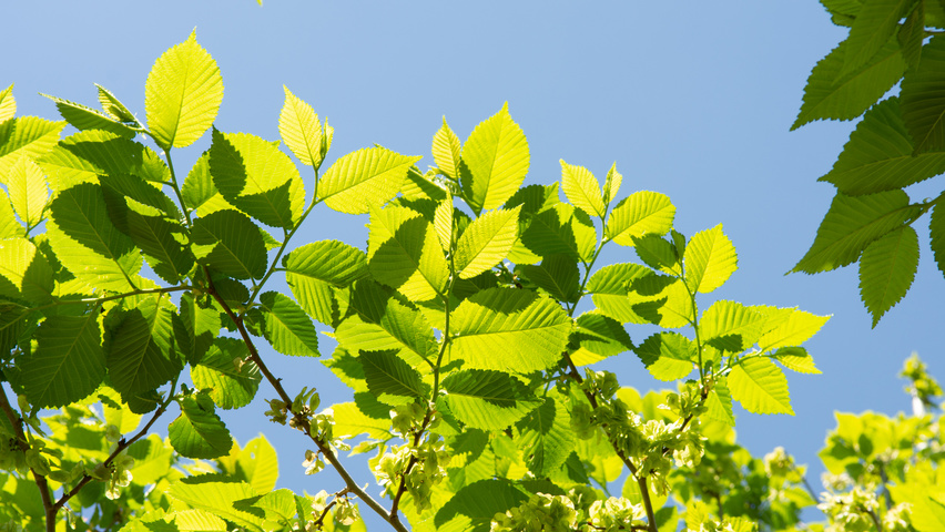 Ulmus 'Clusius' blad