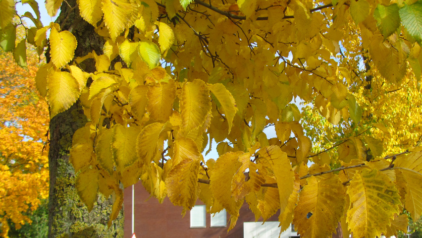 Ulmus 'Columella' herfstblad