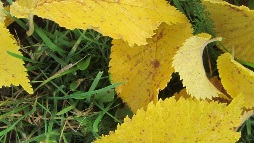 Ulmus 'Columella' herfstblad