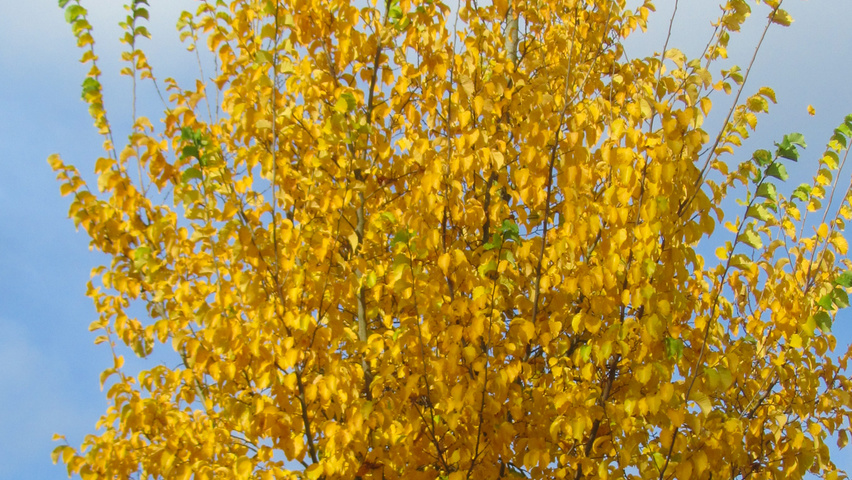 Ulmus 'Columella' herfstblad