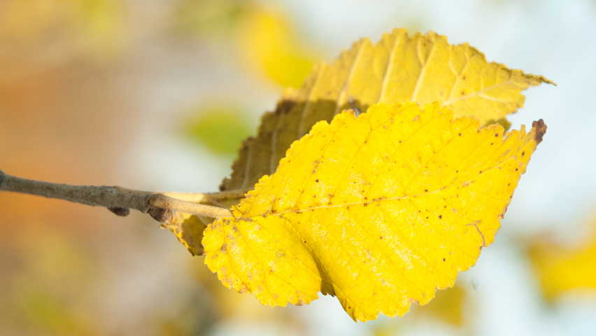 Ulmus 'Columella' herfstblad
