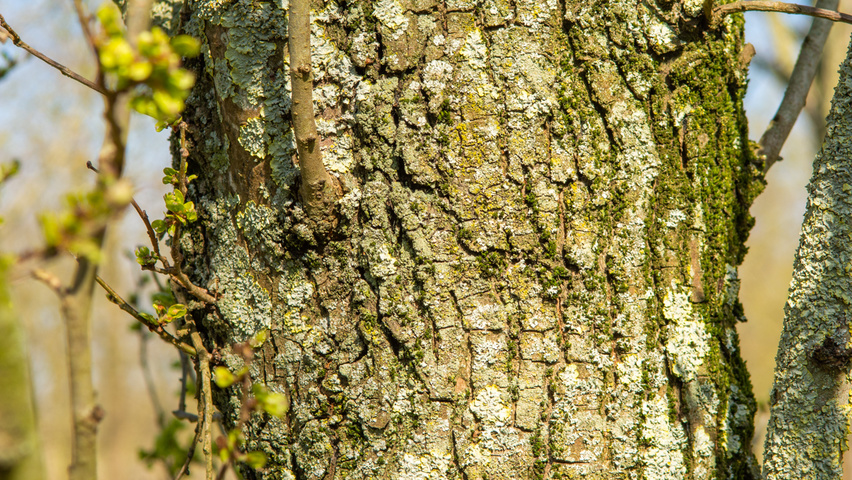 Ulmus 'Columella' bast