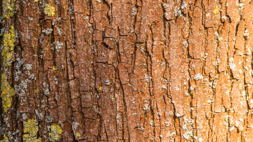 Ulmus 'Columella' bast