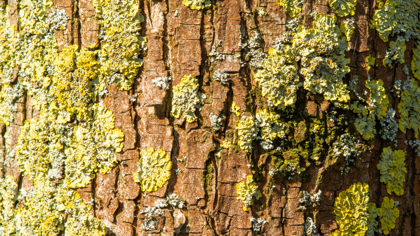 Ulmus 'Columella' bast