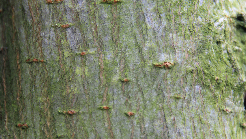 Ulmus 'Columella' bast