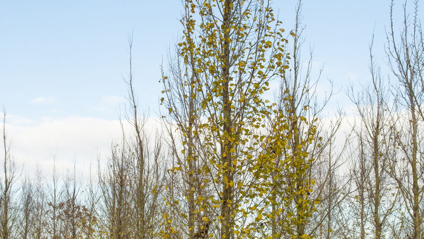 Ulmus 'Columella' beveerd