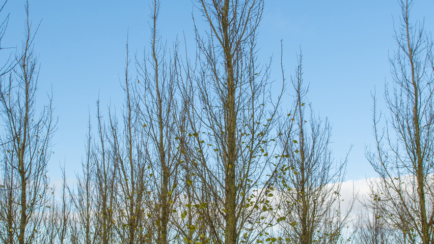 Ulmus 'Columella' beveerd