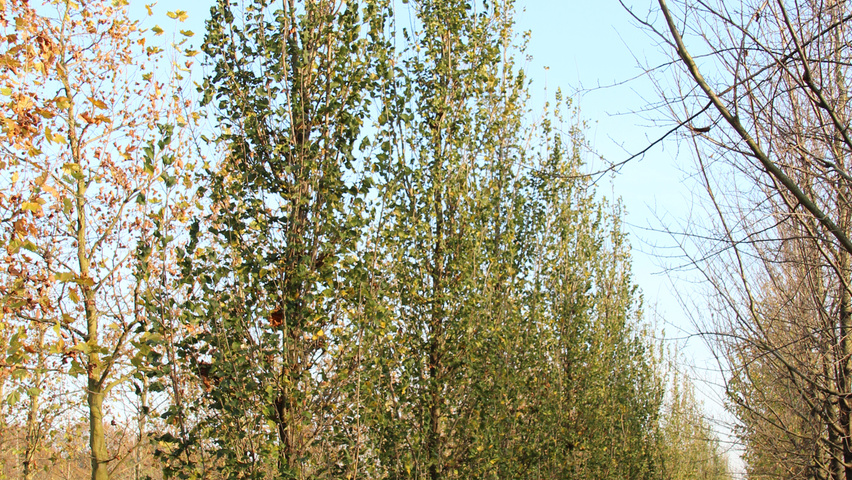 Ulmus 'Columella' beveerd