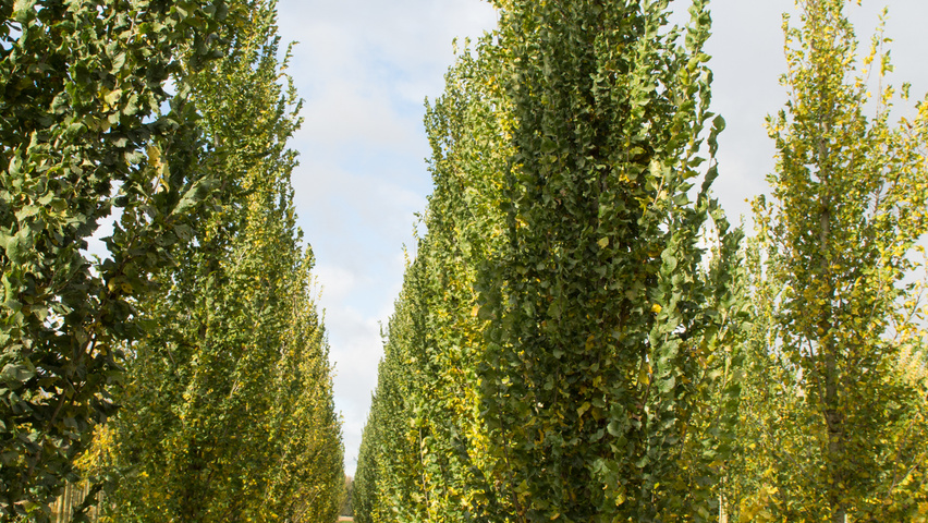 Ulmus 'Columella' beveerd