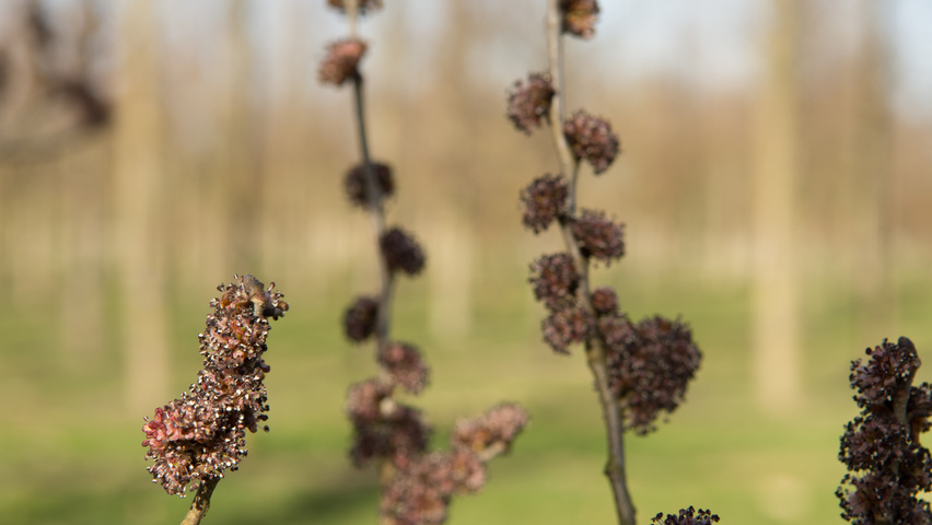 Ulmus 'Columella' bloem