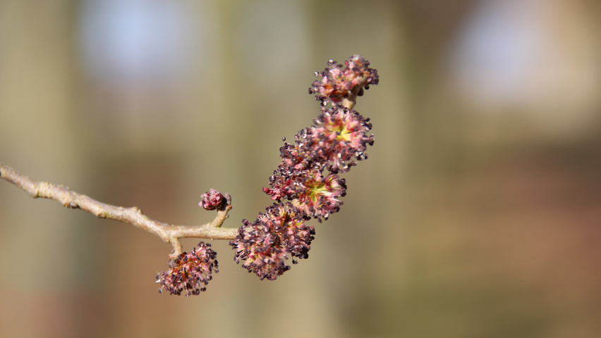 Ulmus 'Columella' bloem