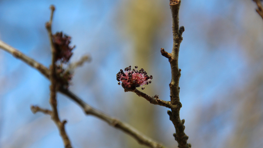 Ulmus 'Columella' bloem