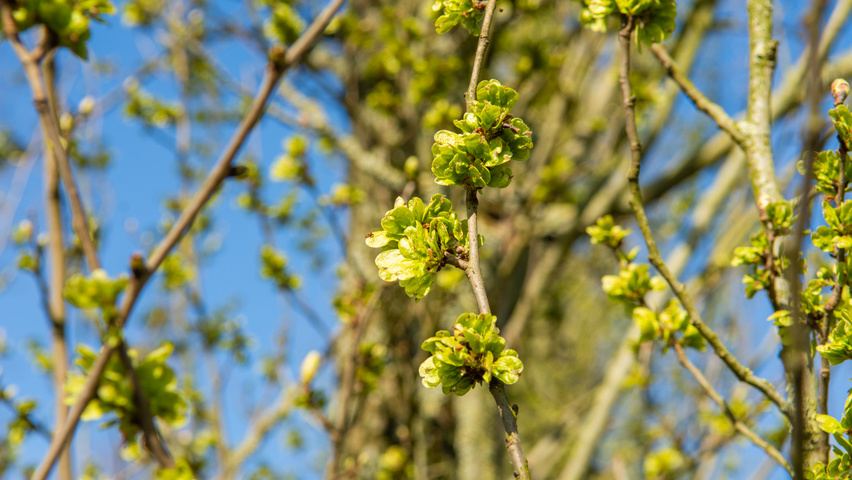 Ulmus 'Columella' vrucht