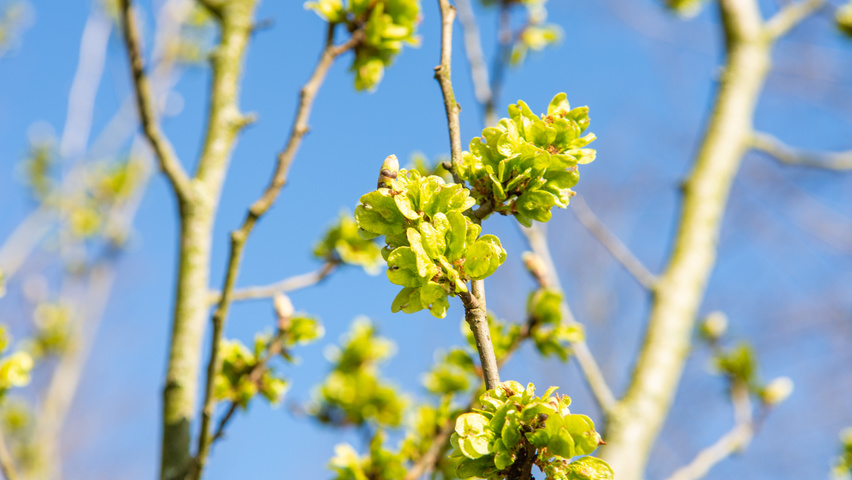 Ulmus 'Columella' vrucht
