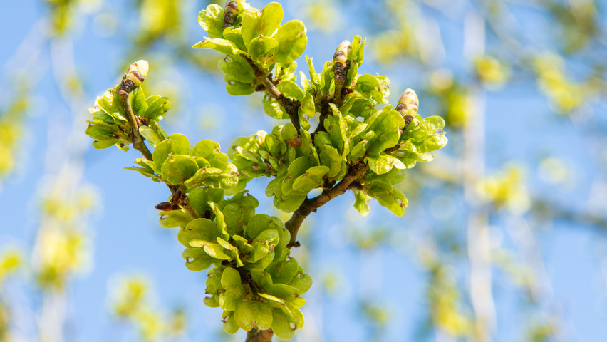 Ulmus 'Columella' vrucht